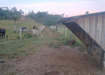 🌿 OPORTUNIDADE RURAL EM VILHENA! 🐂🏡